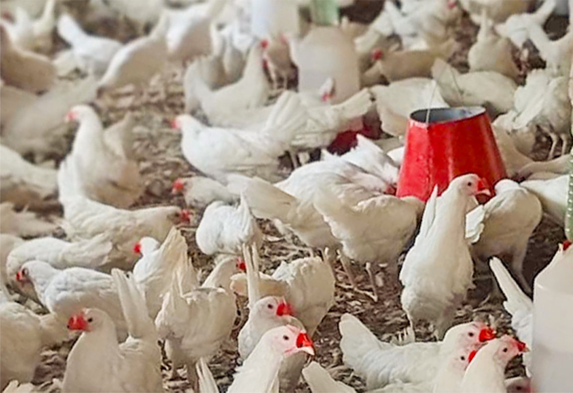 Volailles de la Ferme Avicole Baniamba